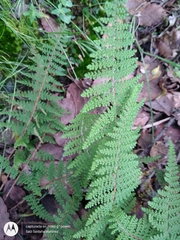 Myriopteris myriophylla