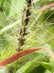 Bromus sterilis