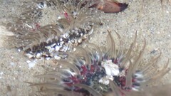 Anthopleura artemisia