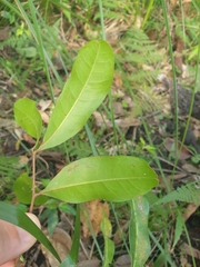 Cupaniopsis anacardioides