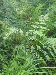 Pteridium esculentum