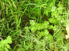Geranium dissectum