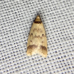 Heteroteucha anthodora