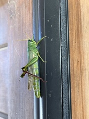 Schistocerca shoshone