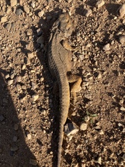 Pogona barbata