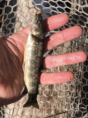 Salvelinus confluentus
