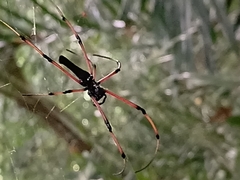 Nephila kuhli