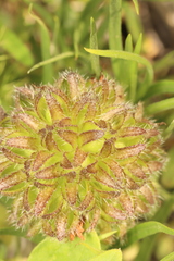 Hydrophyllum capitatum