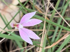 Caladenia fuscata