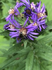 Canadanthus modestus