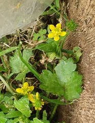 Ranunculus