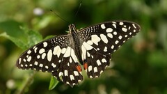 Papilio demoleus