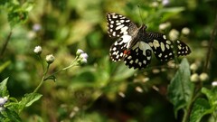 Papilio demoleus