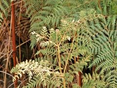 Pteridium aquilinum subsp. capense image