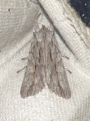 Lithophane leautieri