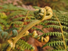 Pteridium aquilinum image