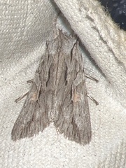 Lithophane leautieri