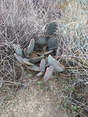 Opuntia basilaris basilaris