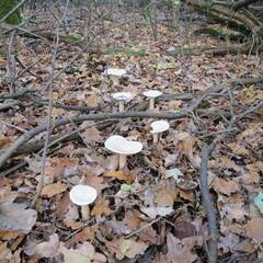 Infundibulicybe geotropa