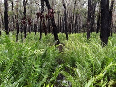 Telmatoblechnum indicum