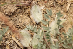 Astragalus purshii