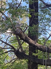 Colluricincla harmonica