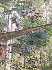 Colluricincla harmonica