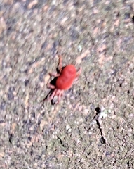 Trombidiformes