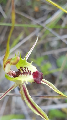 Image of Caladenia campestris by (c) Rosalie Lawrence, some rights reserved (CC BY)