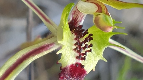 Image of Caladenia campestris by (c) Rosalie Lawrence, some rights reserved (CC BY)