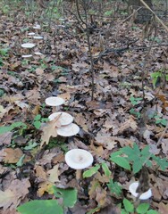 Infundibulicybe geotropa