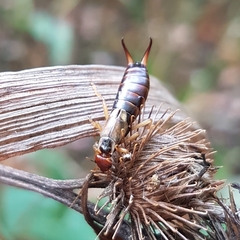 Forficula auricularia