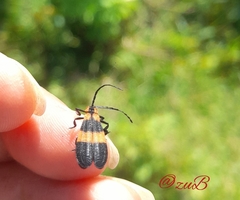 Calopteron