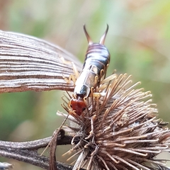 Forficula auricularia