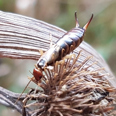 Forficula auricularia
