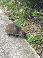 Procavia capensis capensis