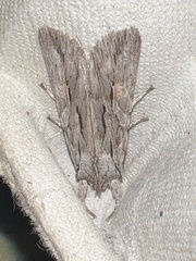 Lithophane leautieri