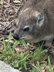 Procavia capensis capensis