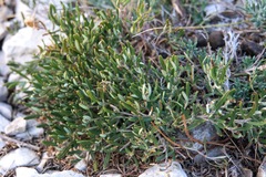 Teucrium montanum