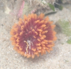 Eudistylia polymorpha