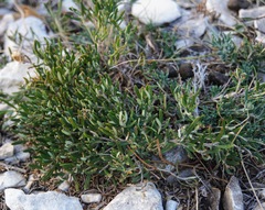 Teucrium montanum
