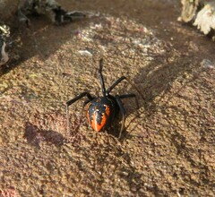 Latrodectus indistinctus