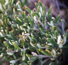 Teucrium montanum