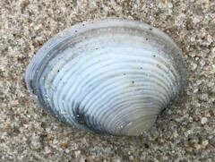 Katelysia rhytiphora