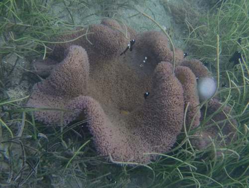 Photo of Haddon's anemone (Stichodactyla haddoni)