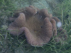 Stichodactyla haddoni