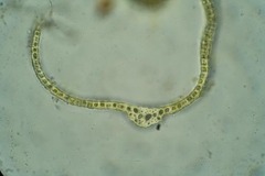 Dicranum groenlandicum