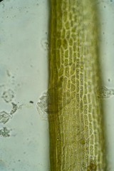 Dicranum groenlandicum