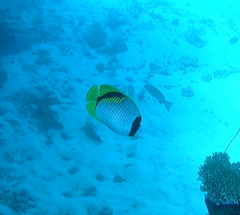 Chaetodon lineolatus