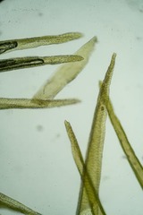 Dicranum groenlandicum